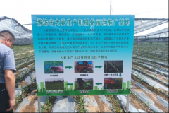 良机让农业出产更聪慧——“五良”协奏唱响现