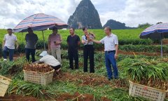 监视显实效 聚力强农促复兴